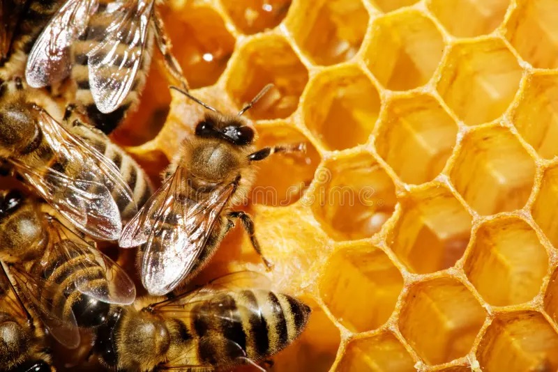 abeilles-sur-le-nid-d-abeilles-6594729